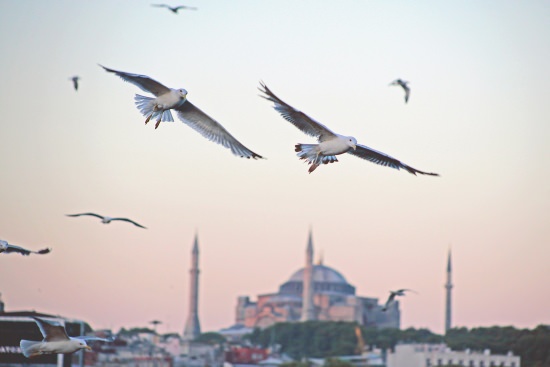 Gulls busy over Saint Sophia/Haghia Sophia church in Istanbul Turkey
